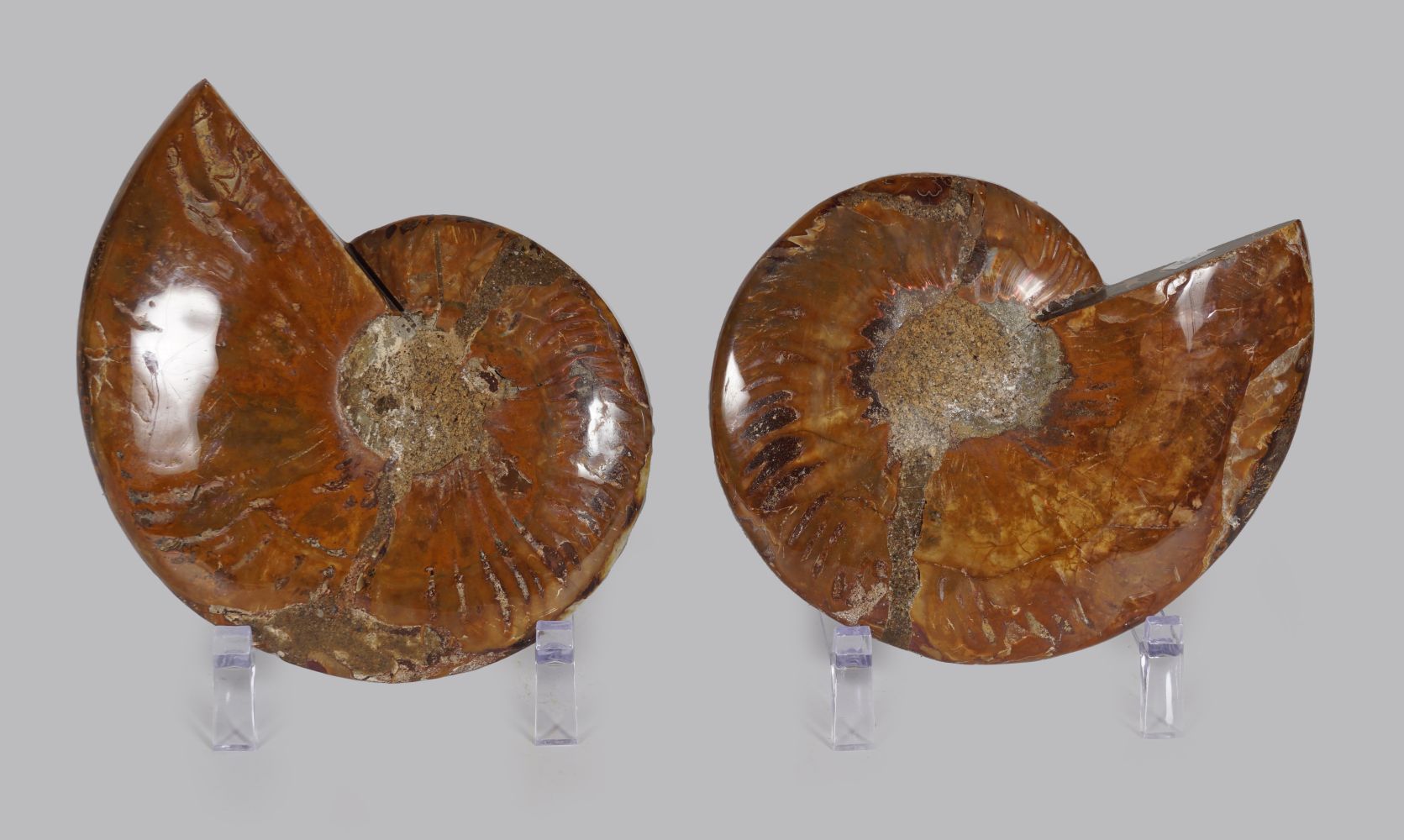 AMMONITE CUT PAIR