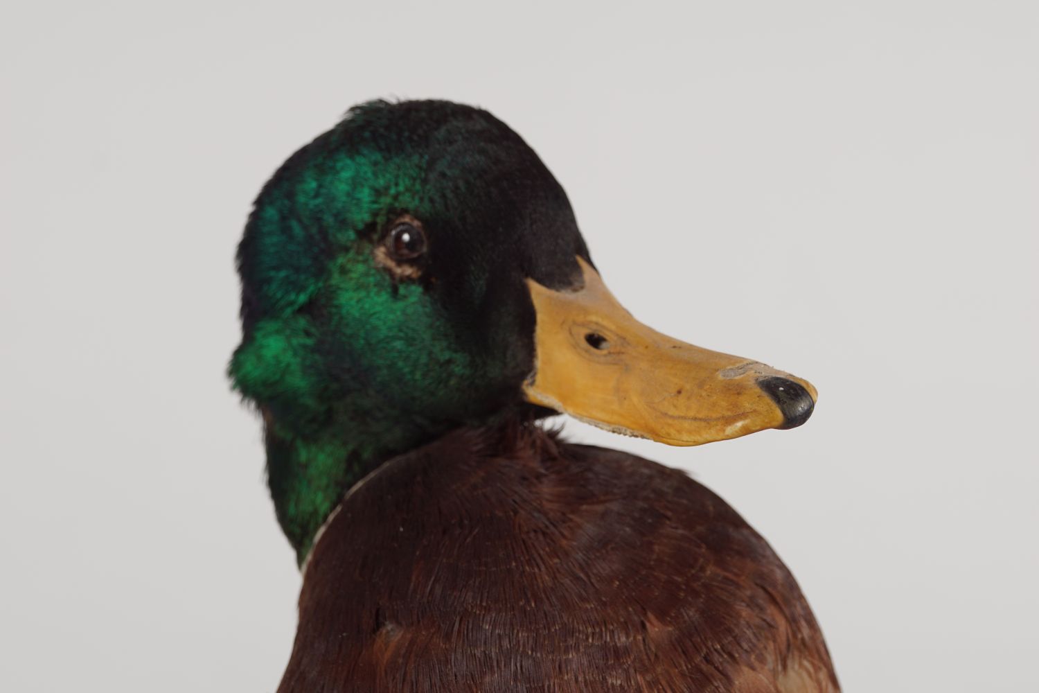 TAXIDERMY: MALLARD DRAKE