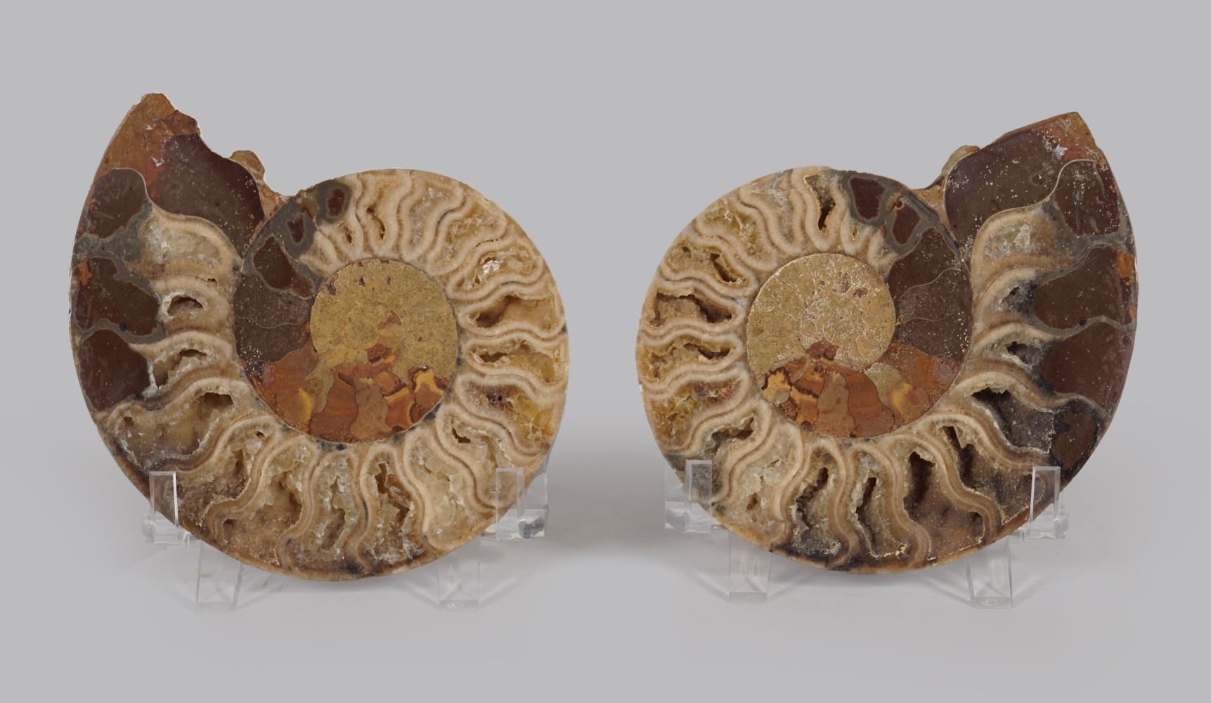 AMMONITE CUT PAIR