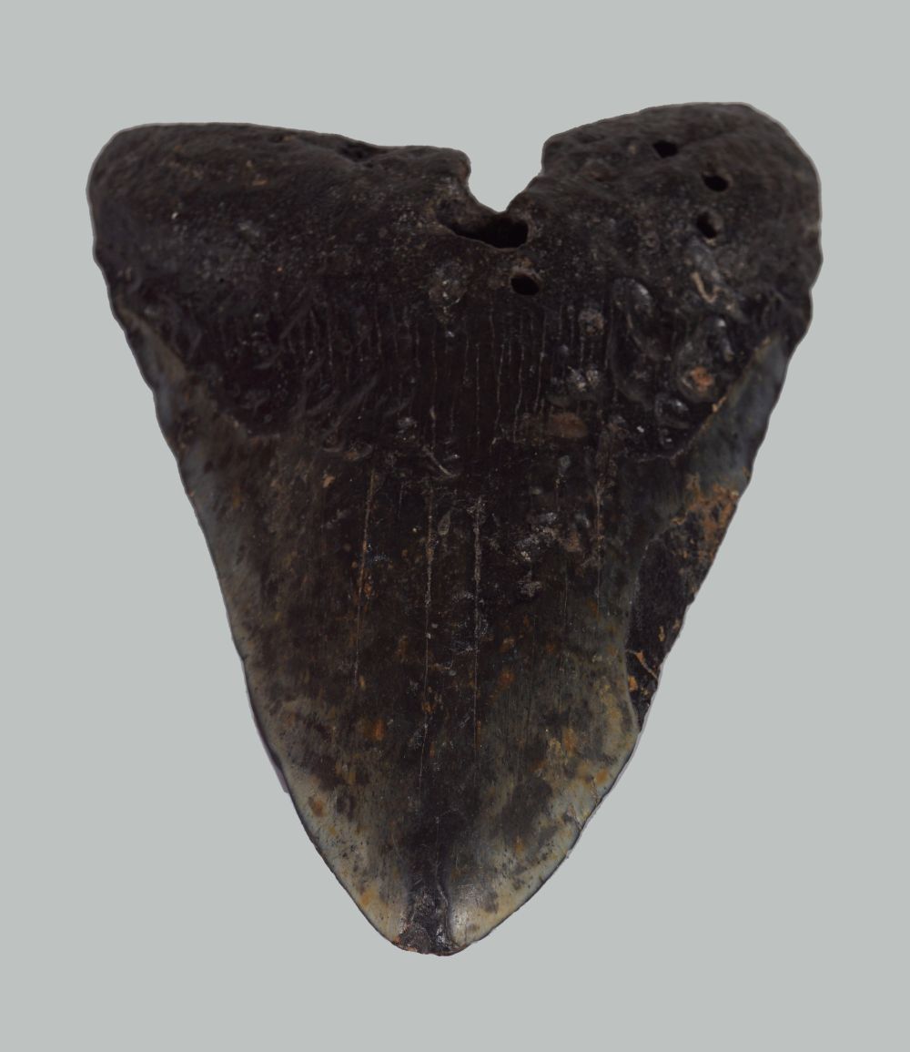 5 INCH CARCHARODON MEGALODON SHARK TOOTH - Image 2 of 4