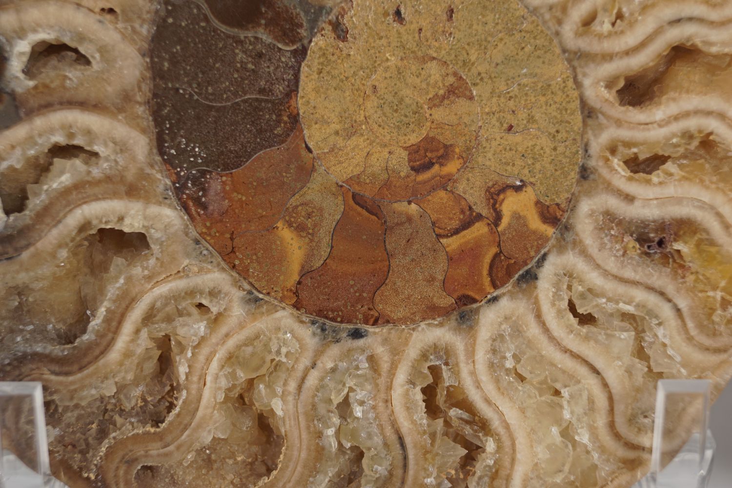 AMMONITE CUT PAIR - Image 2 of 4