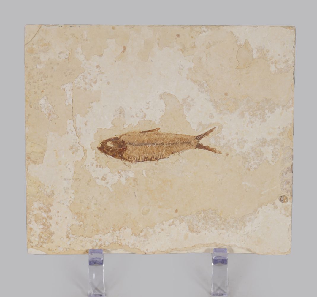 KNIGHTIA FISH FOSSIL