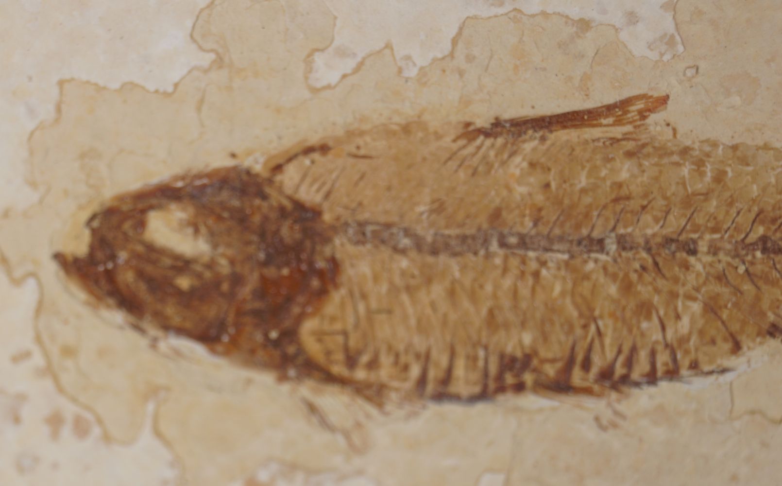 KNIGHTIA FISH FOSSIL - Image 2 of 3