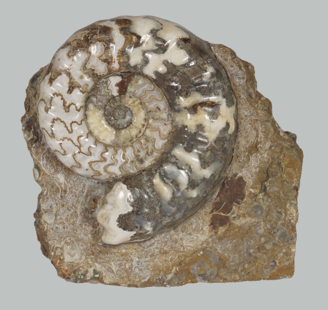 AMMONITE ASTEROCERAS OBTUSUM