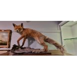 TAXIDERMY: FOX STANDING ON A TREE TRUNK