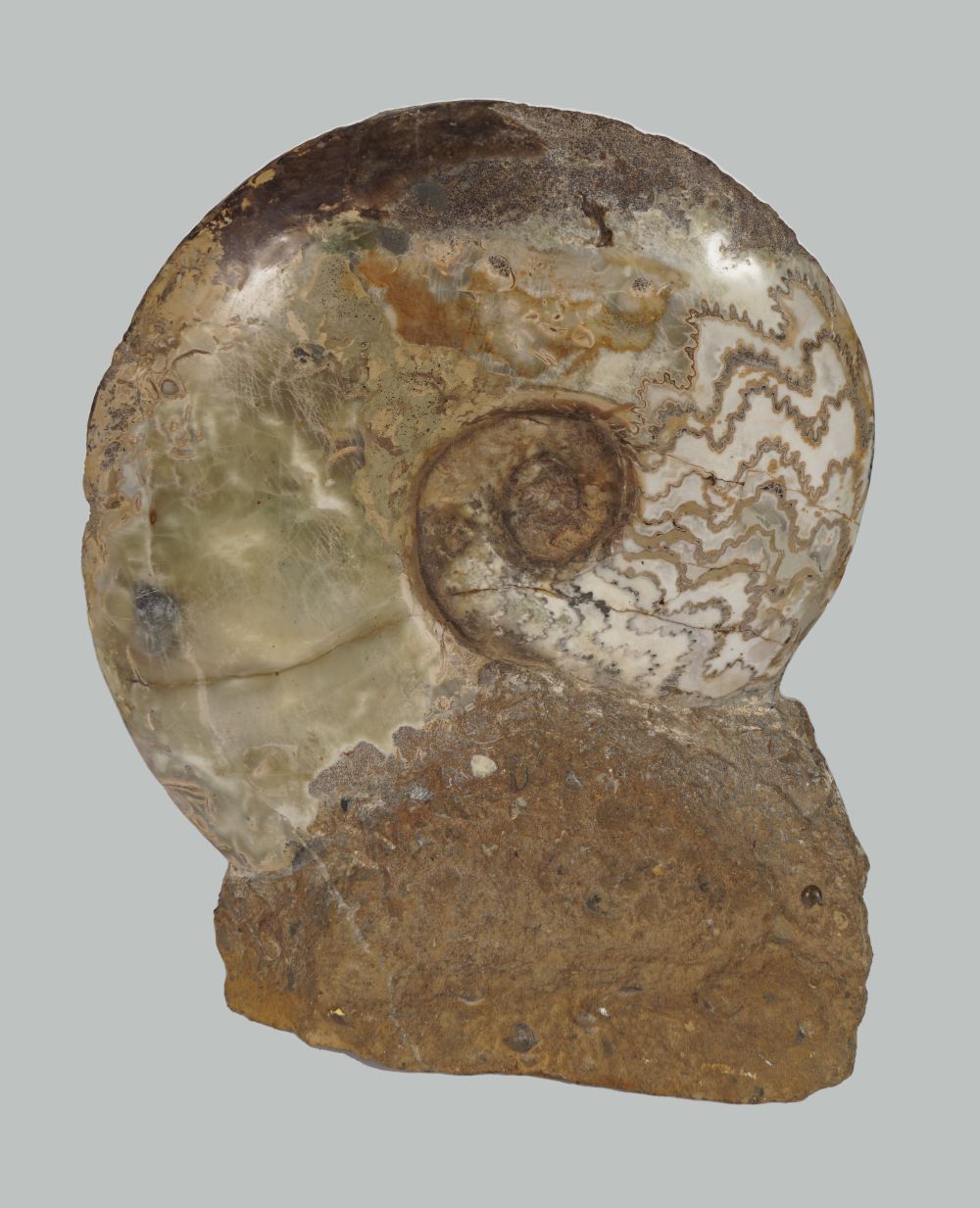 AMMONITE EPARIETITES DENOTARUS