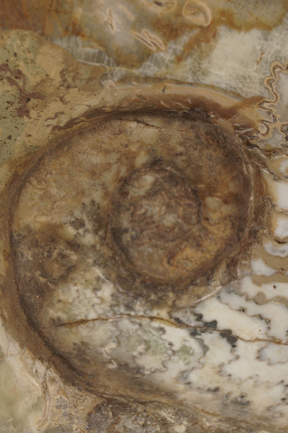 AMMONITE EPARIETITES DENOTARUS - Image 2 of 3