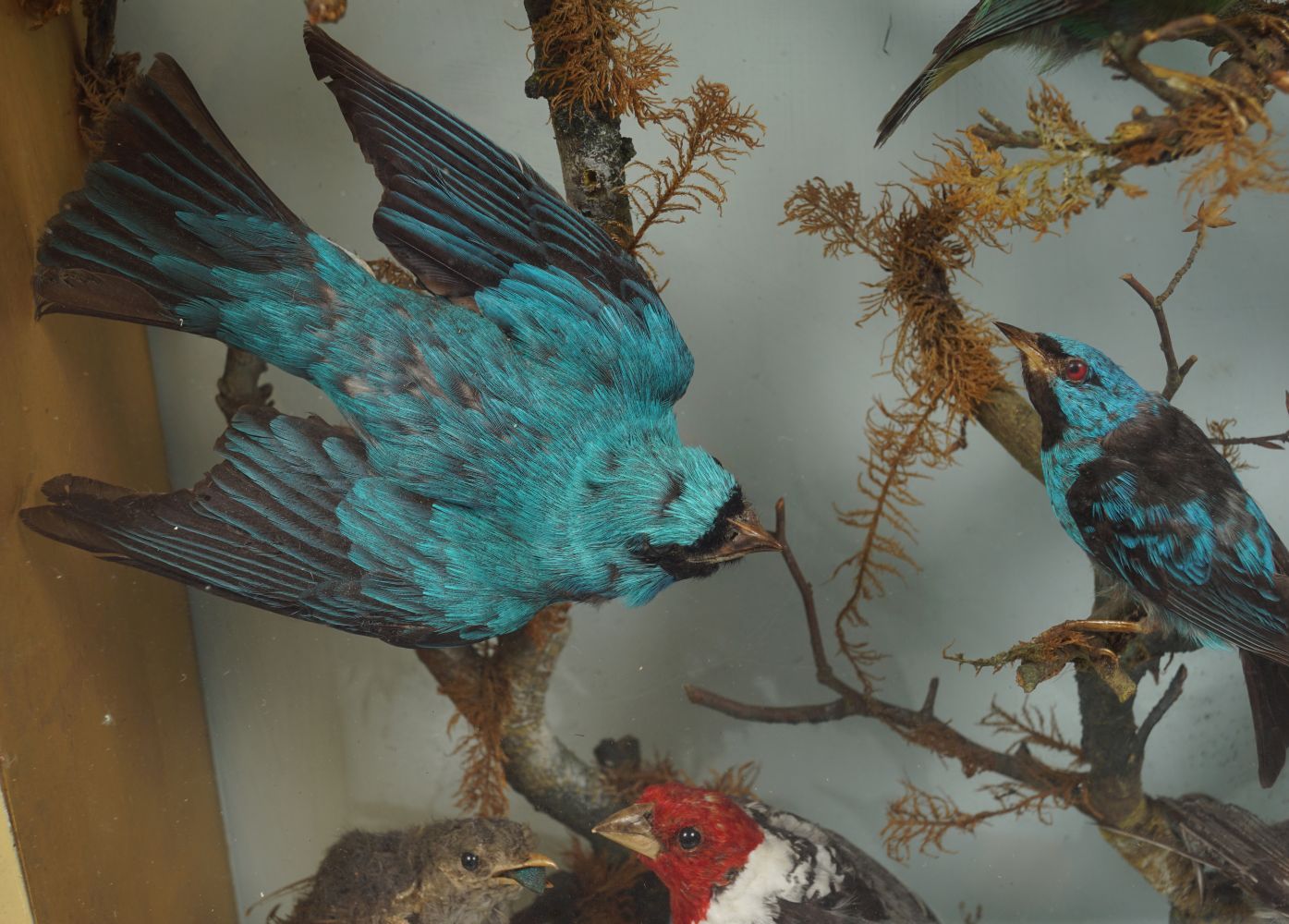 TAXIDERMY: CASE OF EXOTIC COLOURFUL BIRDS - Image 2 of 3