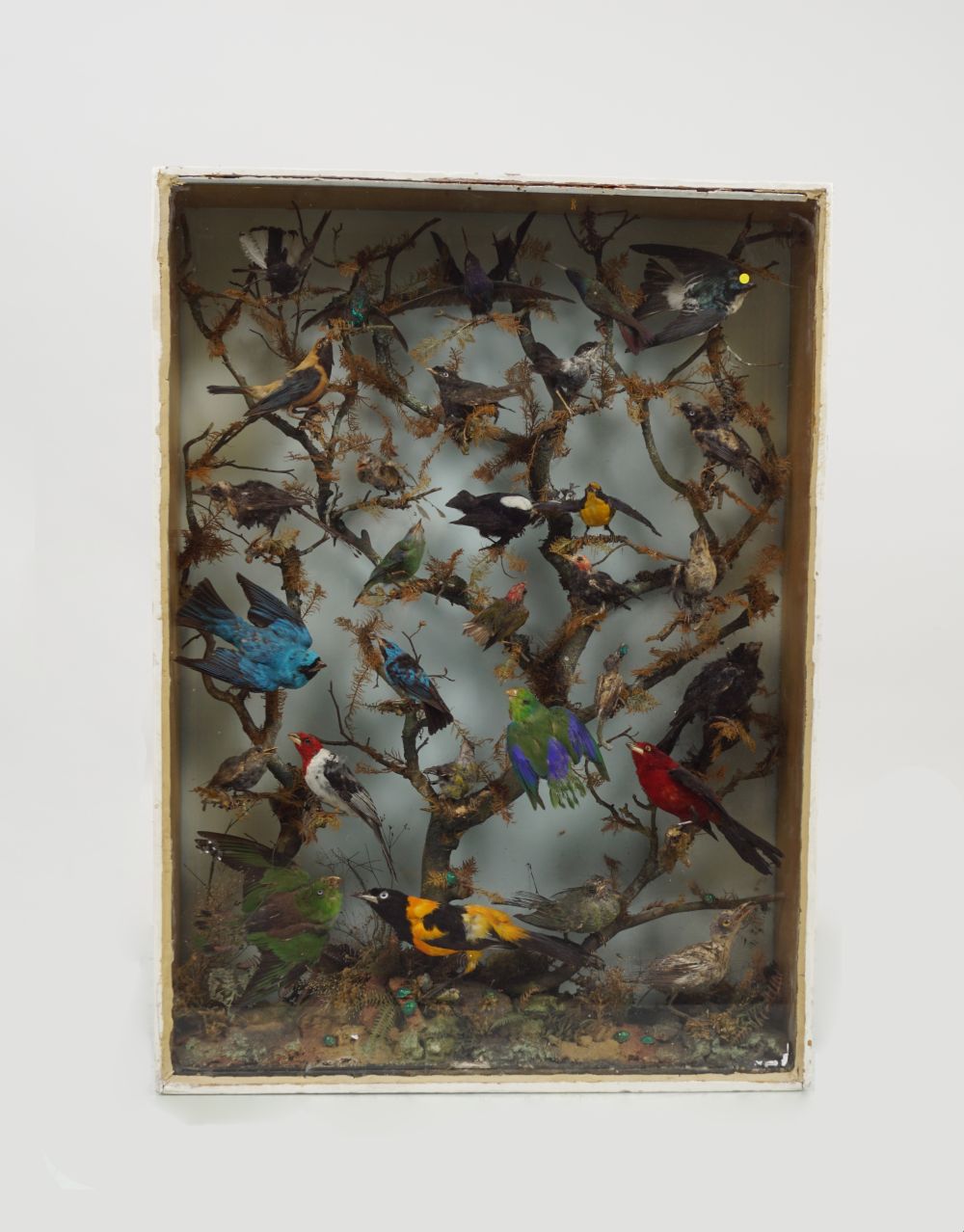 TAXIDERMY: CASE OF EXOTIC COLOURFUL BIRDS