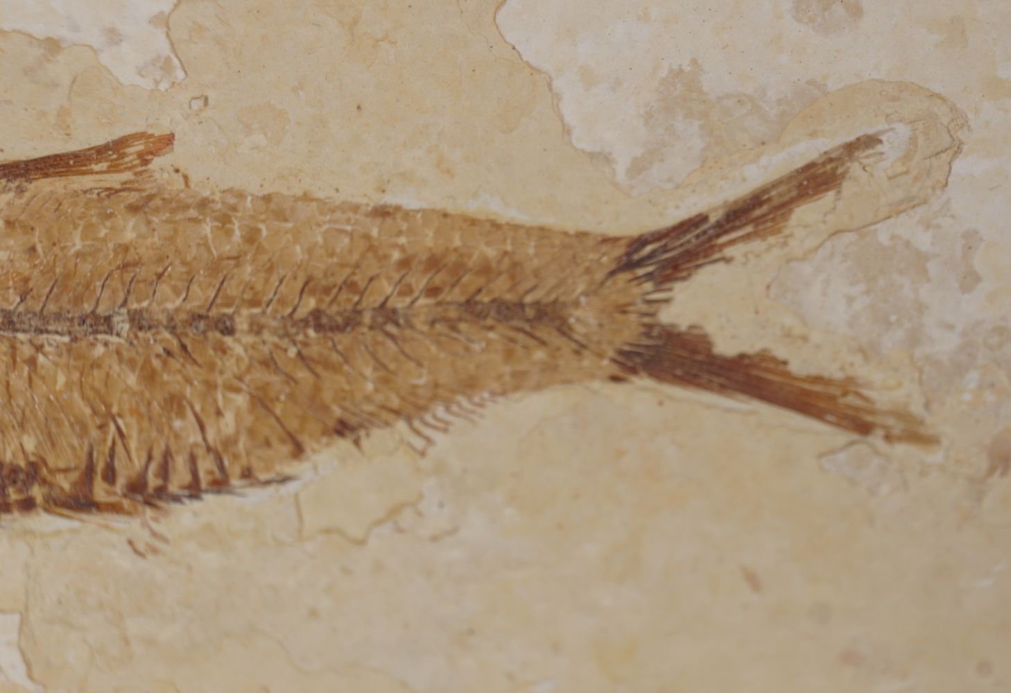 KNIGHTIA FISH FOSSIL - Image 3 of 3