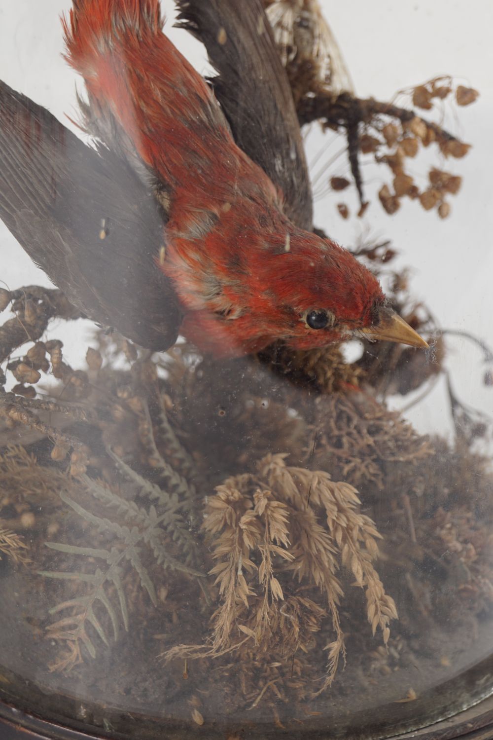 TAXIDERMY: EXOTIC COLOURFUL BIRDS - Image 3 of 3