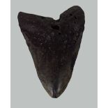 5 INCH CARCHARODON MEGALODON SHARK TOOTH