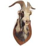 TAXIDERMY: MOUNTED GOAT'S HEAD