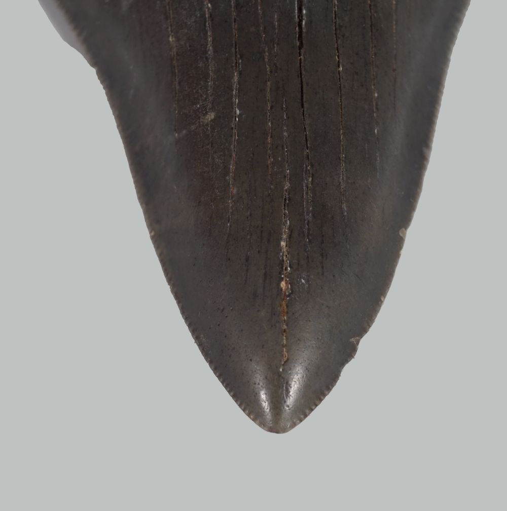 4 INCH CARCHARODON SERRATED MEGALODON SHARK TOOTH - Image 3 of 4