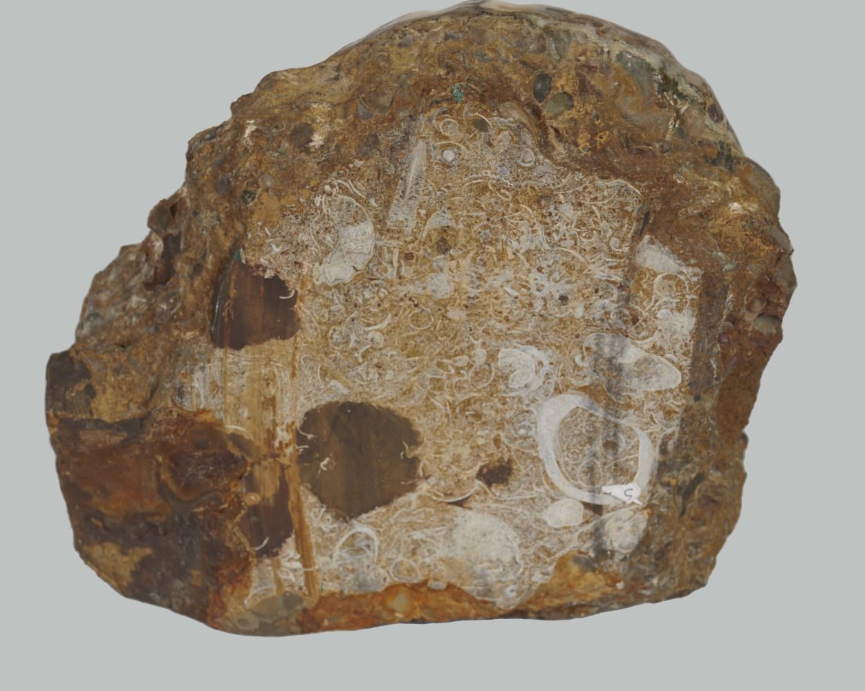 AMMONITE ASTEROCERAS OBTUSUM - Image 4 of 4