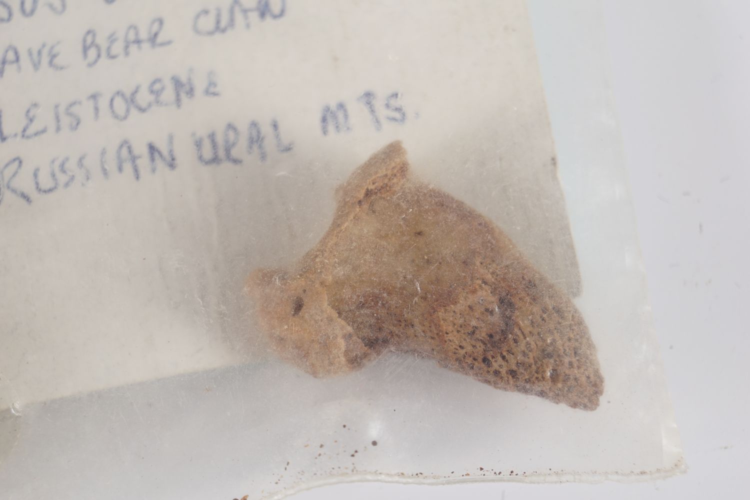 URSUS URALENSIS CAVE BEAR CLAW - Image 2 of 2