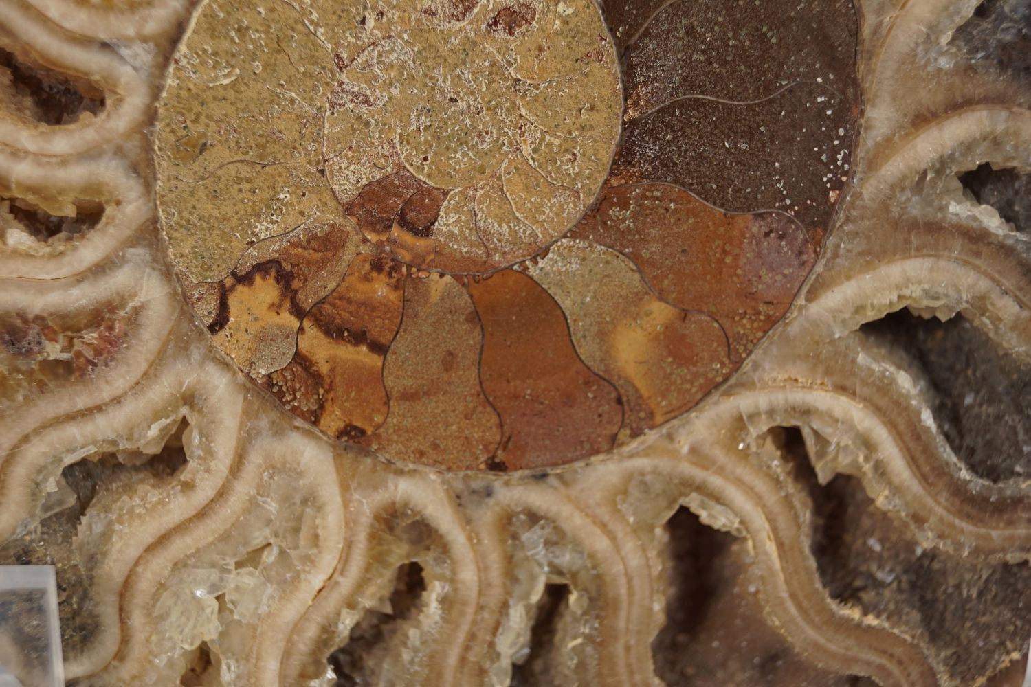 AMMONITE CUT PAIR - Image 3 of 4