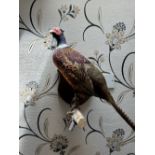 TAXIDERMY: MOUNTED PHEASANT