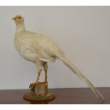 TAXIDERMY: MOUNTED WHITE PHEASANT