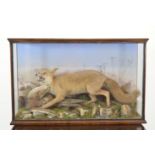 TAXIDERMY: FOX AND PHEASANT