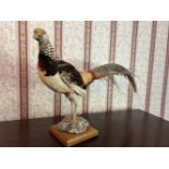 TAXIDERMY: MOUNTED GOLDEN PHEASANT
