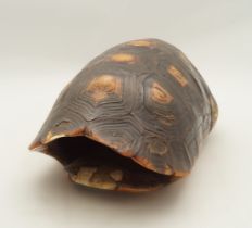 PRESERVED TORTOISESHELL