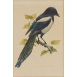 SET OF 4 ORNITHOLOGICAL PRINTS