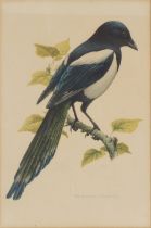 SET OF 4 ORNITHOLOGICAL PRINTS