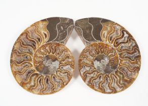 MADAGASCAR CUT PAIR OF AMMONITES