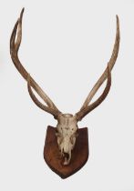 TAXIDERMY: RED DEER STAG