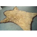 TAXIDERMY: ANTIQUE WHITE BEAR SKIN RUG