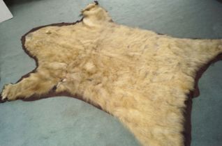 TAXIDERMY: ANTIQUE WHITE BEAR SKIN RUG