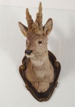 TAXIDERMY: SIBERIAN ROE DEER