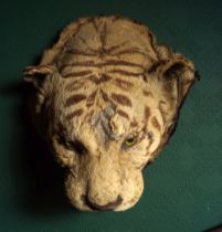 TAXIDERMY: TIGER'S HEAD