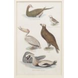 SET FOUR 19TH-CENTURY ORNITHOLOGICAL PRINTS