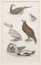 SET FOUR 19TH-CENTURY ORNITHOLOGICAL PRINTS