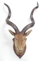 TAXIDERMY: KUDO AND ANTLERS