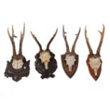 GROUP OF 4 SIBERIAN ROE DEER ANTLERS