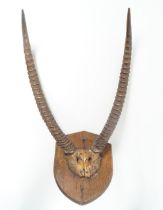 TAXIDERMY: ANTELOPE ANTLERS