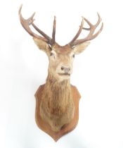 TAXIDERMY: 13 POINT RED DEER