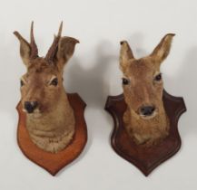 TAXIDERMY: PAIR SIBERIAN ROE DEER HEADS