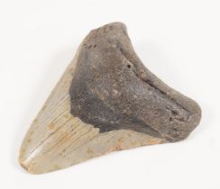 MEGALODON FISH TOOTH