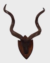 TAXIDERMY: KUDO SKULL AND ANTLERS