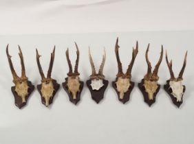 GROUP OF 7 SIBERIAN ROE DEER ANTLERS