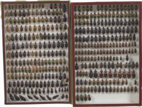 LARGE ENTOMOLOGICAL COLLECTION