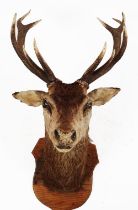 TAXIDERMY: STAG'S HEAD