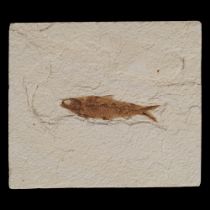 KNIGHTIA FISH FOSSIL