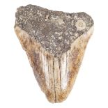 MEGALODIAN SHARK TOOTH