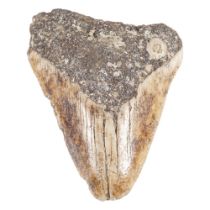 MEGALODIAN SHARK TOOTH