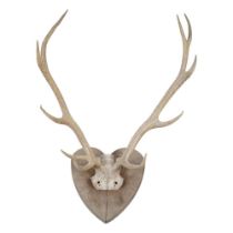 TAXIDERMY: DEER ANTLERS